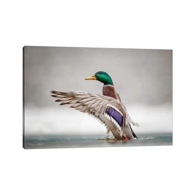 iCanvas "Male Mallard" by Mateusz Piesiak Canvas Print