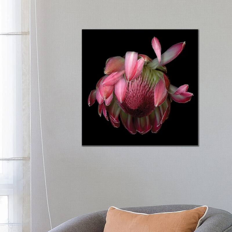iCanvas "Protea King IV" by Magda Indigo Canvas Print - 26x26x1.5