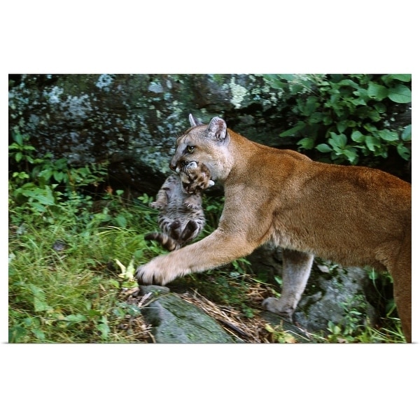 "Female cougar carrying cub in mouth, Minnesota" Poster Print