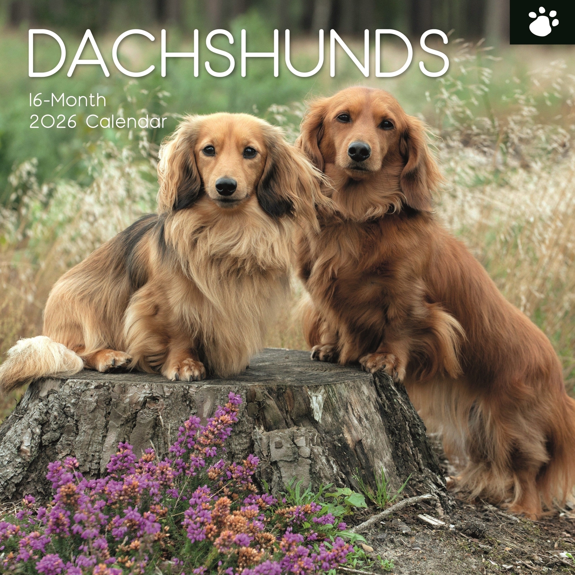 The Gifted Stationery 2026 Square Wall Calendar, Dachshunds, 16-Month Paw Prints Theme 12x12 in