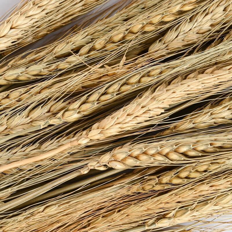 Long Dried Wheat Bunch Artificial Plant - 24.5" - Brown