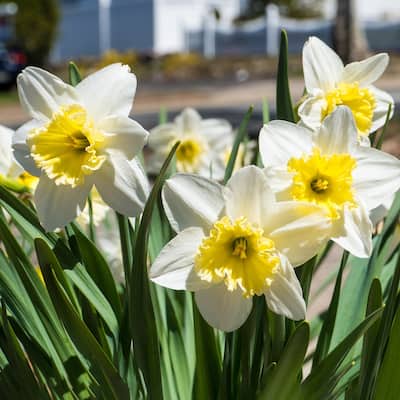 White Lion Double Daffodil Flowers - 12 Bulbs - Spring Blooming White & Yellow Narcissus - Attracts Butterflies & Bees