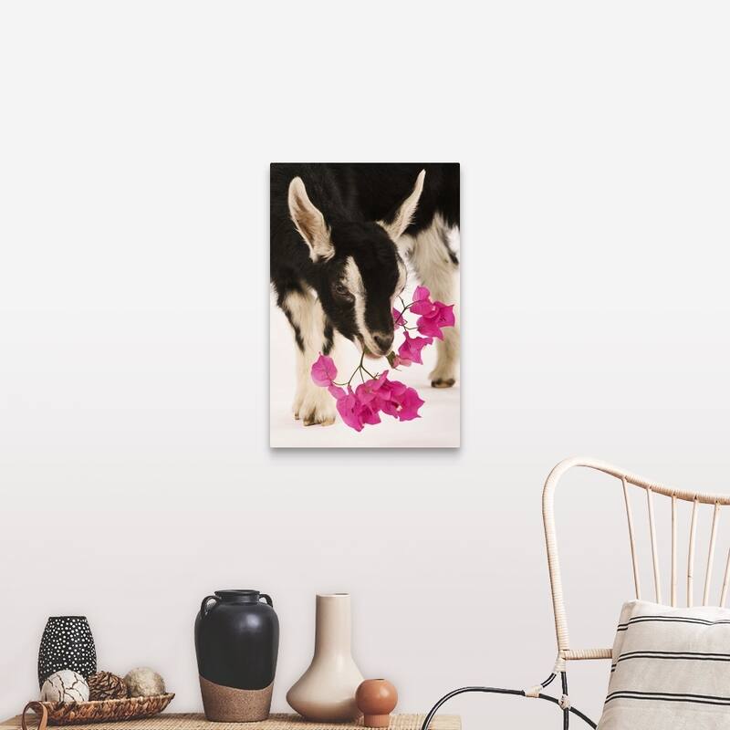 "Domesticated British Alpine goat (kid)." Canvas Wall Art - 20 x 30