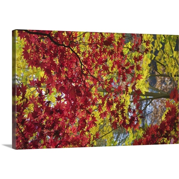 "Green and Red Acer tree" Canvas Wall Art