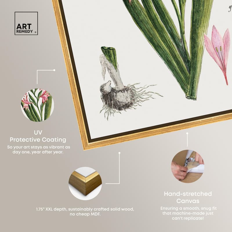 Gladiolus Carneus Canvas by Art Remedy