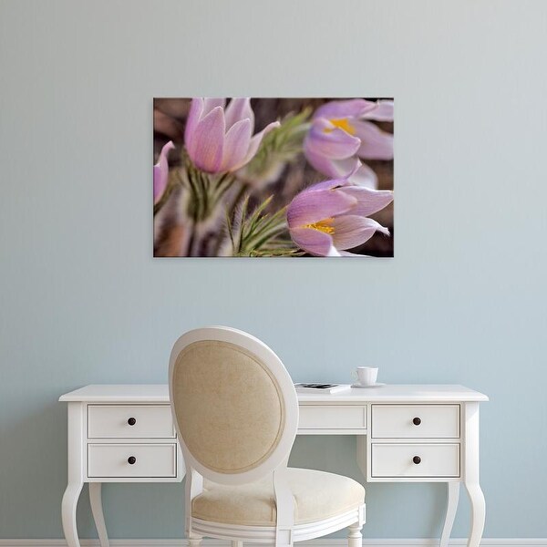Easy Art Prints Chuck Haney's 'Pasque Flowers' Premium Canvas Art