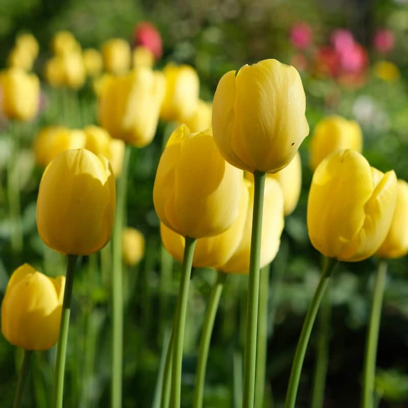 Giant Golden Sunny Yellow Tulip Flowers - 9 Bulbs - Spring Garden Blooming- Attracts Butterflies, Bees & Hummingbirds - 9 Bulbs