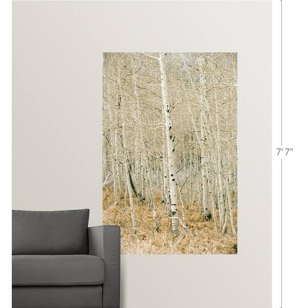"Aspen trees, Sugarhouse Park, Salt Lake City, Utah" Poster Print