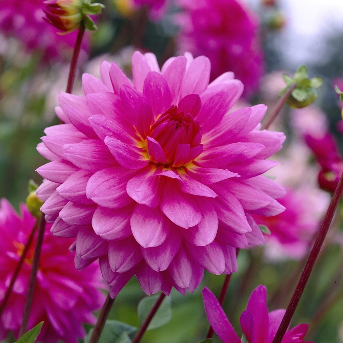 CR PHOTOGRAPHY DAY Vanilla バニラ 3点 Van Zyverden Dahlias Rosella Set of 5 Bulbs - Bed Bath & Beyond