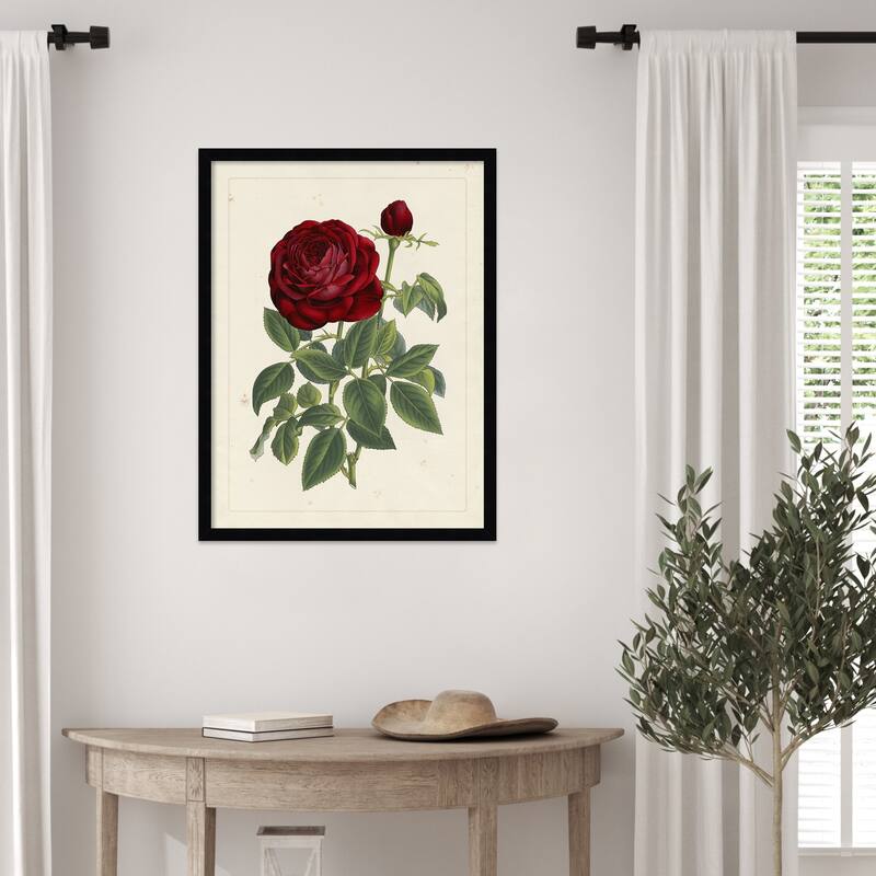 Van Houtteano Rose No. 2 Wood Framed Wall Art Print