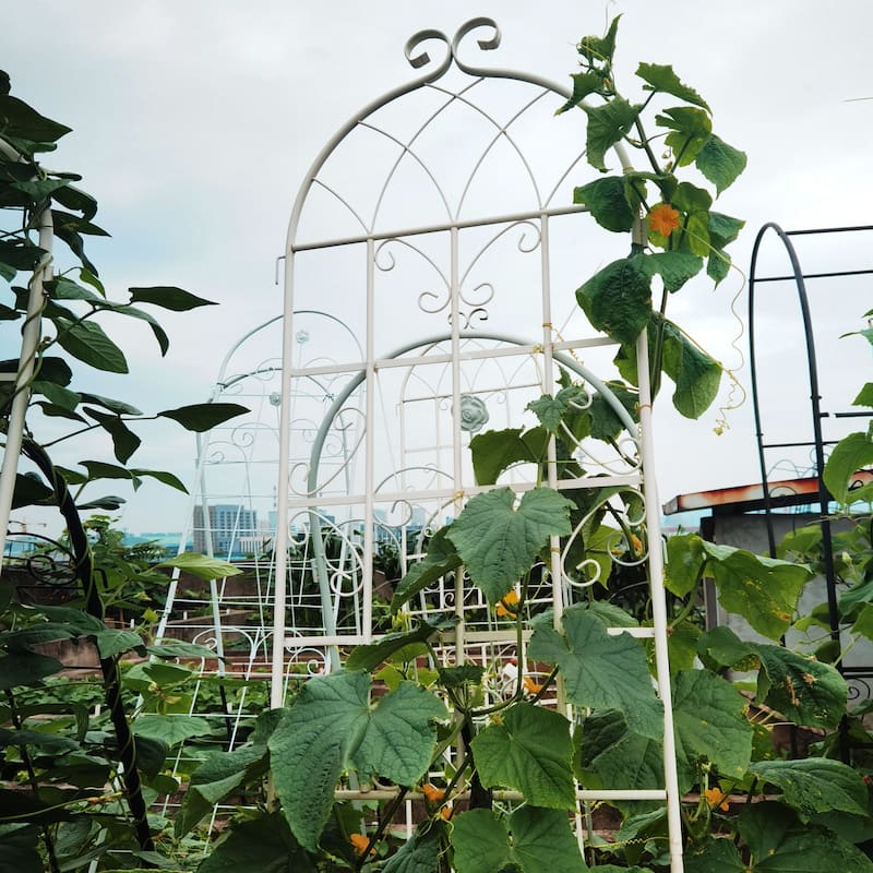 4 Pack Metal Garden Trellis 86.7" x 19.7" Rustproof Trellis for Climbing Plants Outdoor Flower Support White