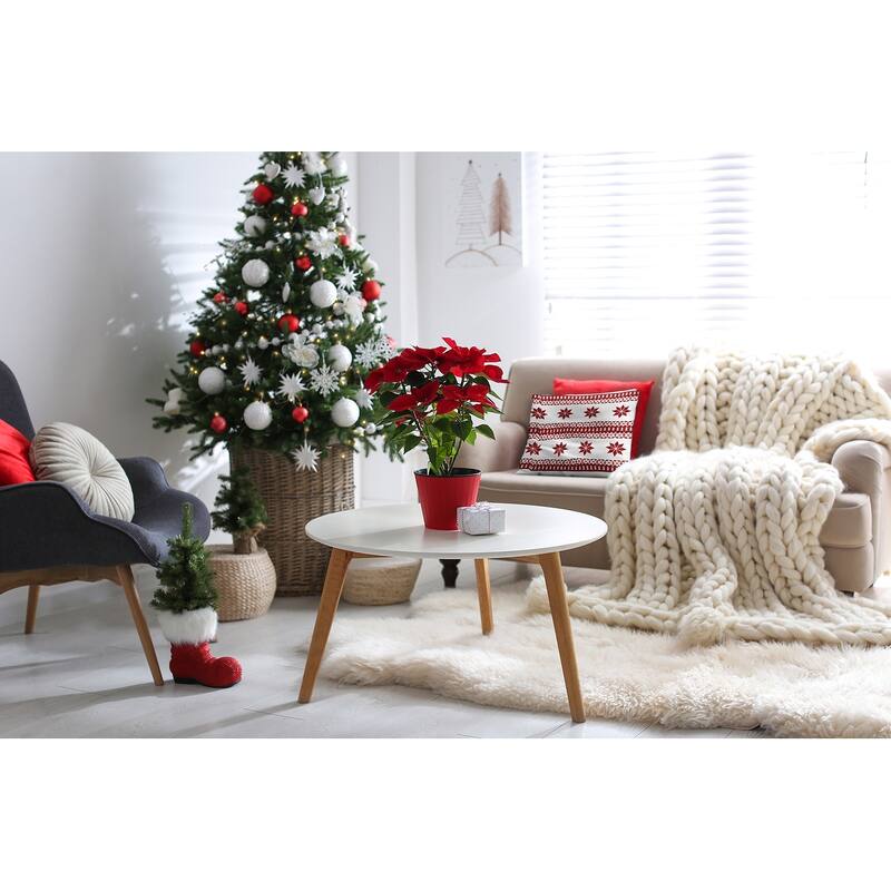 Poinsettia Charm Accent Pillow