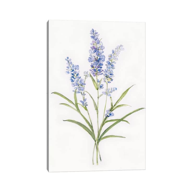 iCanvas "Dainty Botanical Lavender" by Sally Swatland Canvas Print