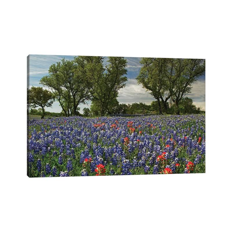 iCanvas "Sand Bluebonnet And Indian Paintbrush Flowers In Bloom, Hill Country, Texas" by Tim Fitzharris Canvas Print