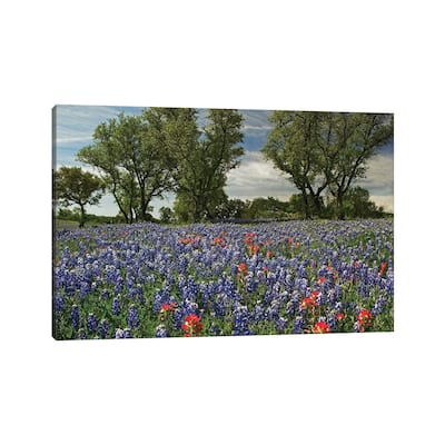 iCanvas "Sand Bluebonnet And Indian Paintbrush Flowers In Bloom, Hill Country, Texas" by Tim Fitzharris Canvas Print