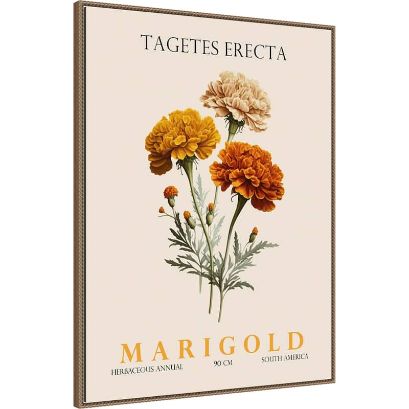 Vintage Botanical Marigold Illustration by Christopher Giampietro Framed Canvas Wall Art Print
