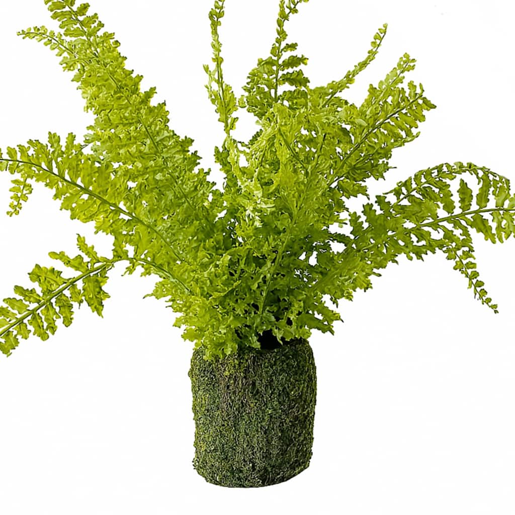 Fern Plant with Mossy Base 21"H
