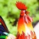 preview thumbnail 4 of 3, Colorful Rooster Metal Garden Statuary
