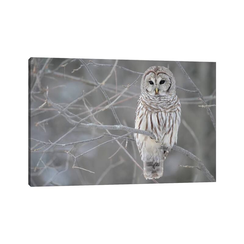 iCanvas "Barred Owl on Branches" by Unknown Artist Canvas Print