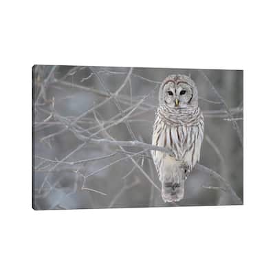 iCanvas "Barred Owl on Branches" by Unknown Artist Canvas Print