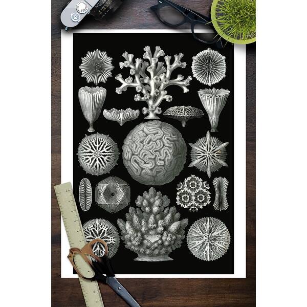 Art Forms Of Nature Hexacoralla Coral Ernst Haeckel Artwork Art Print Multiple Sizes Available 9 X 12 Art Print Overstock Art Forms Of Nature Hexacoralla Coral Ernst Haeckel Artwork Art Print Multiple Sizes Available 9 X 12 Art Print Overstock