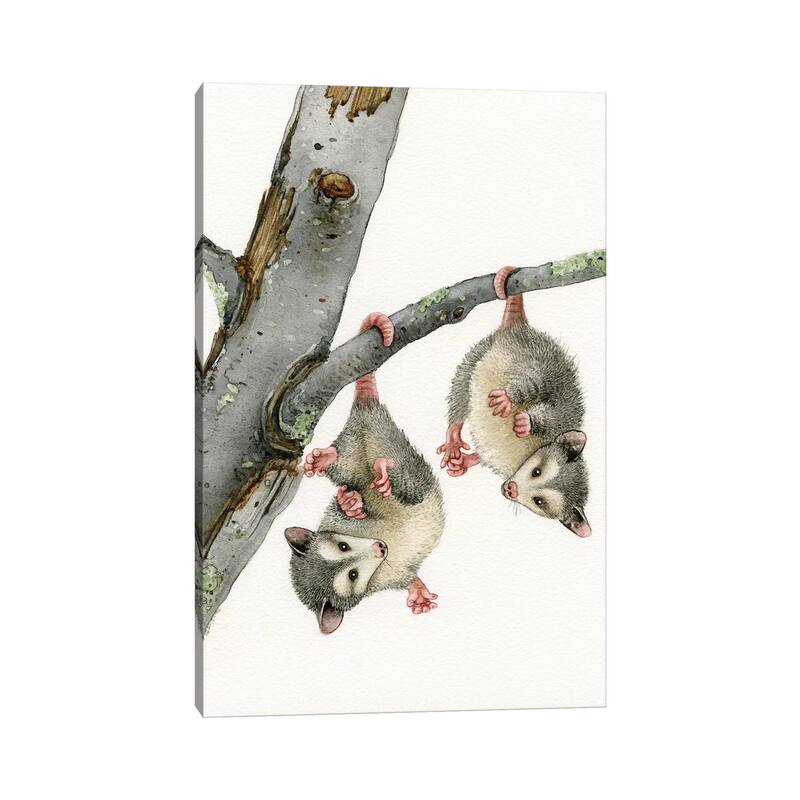 iCanvas "Playful Possums" by Tracy Lizotte Canvas Print