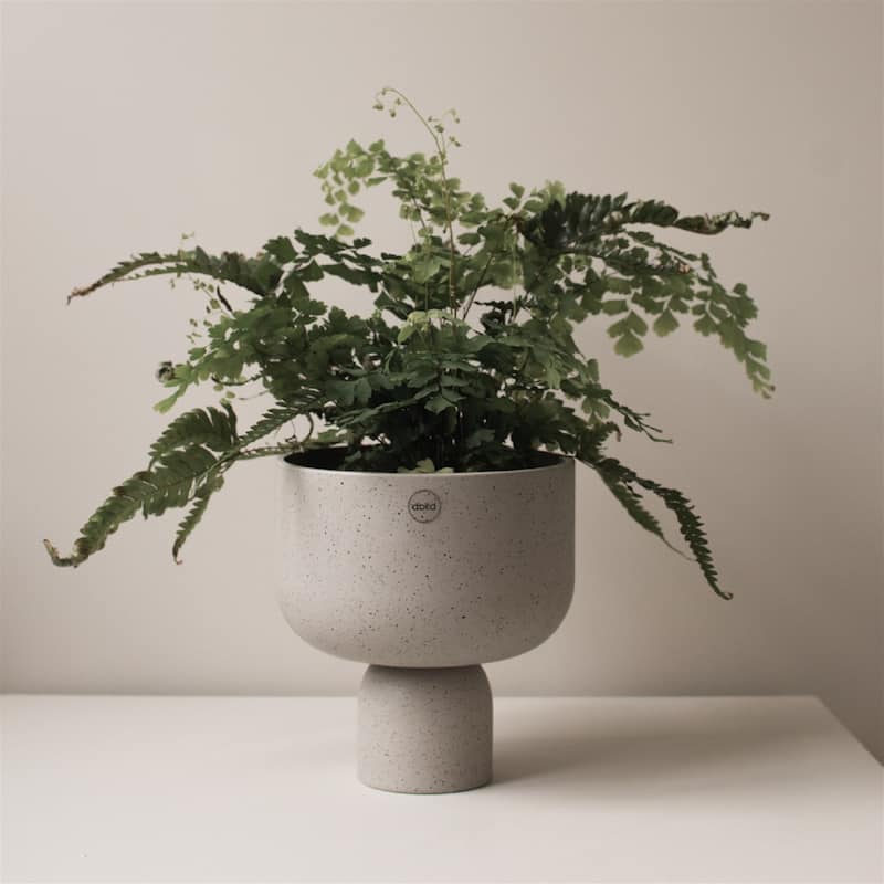 Lg. POST Pot Mole Dot - Mole dot