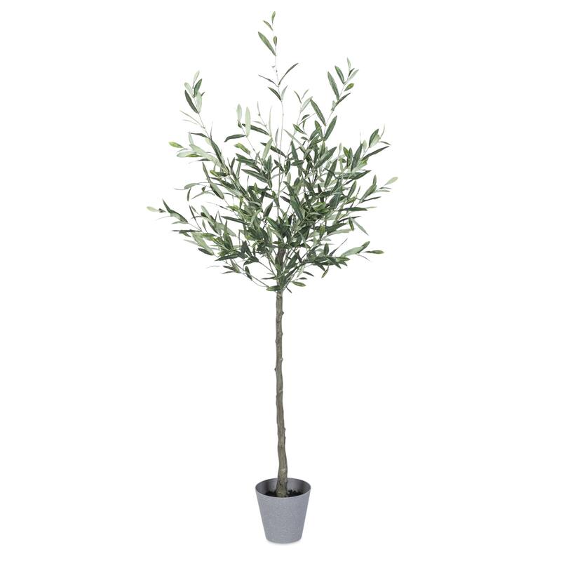 5 Ft High Olive Tree with Plastic Pot