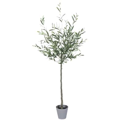 5 Ft High Olive Tree with Plastic Pot