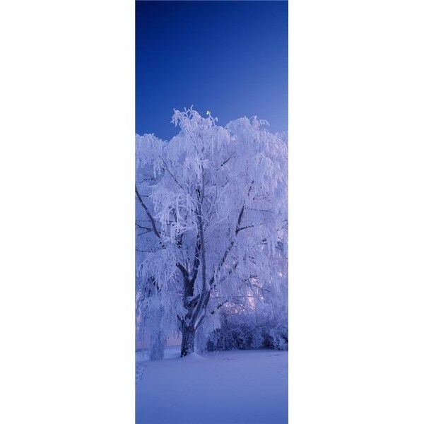 Tree Covered With Snow Imatra South Karelia Finland Poster