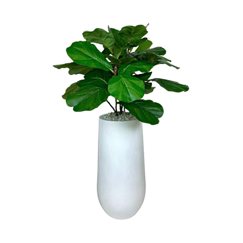 4.5 ft Organic Modern Outdoor fiddle leaf tree in a white pot with rocks - Green
