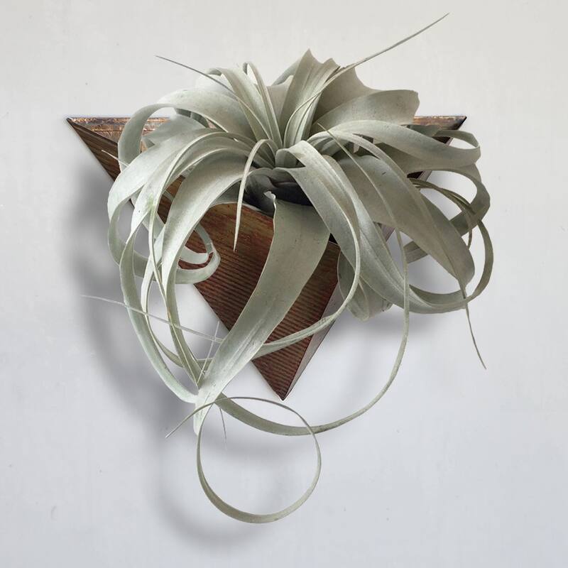 Triangular Living Wall Mounted Galvanized Steel/Zinc Succulent/Herb Planter - Indoor/Outdoor Living Art Potting Vessel