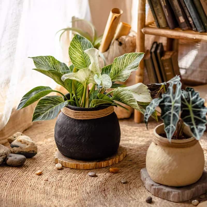 RusticReach Faux Bamboo Woven Cement Planter