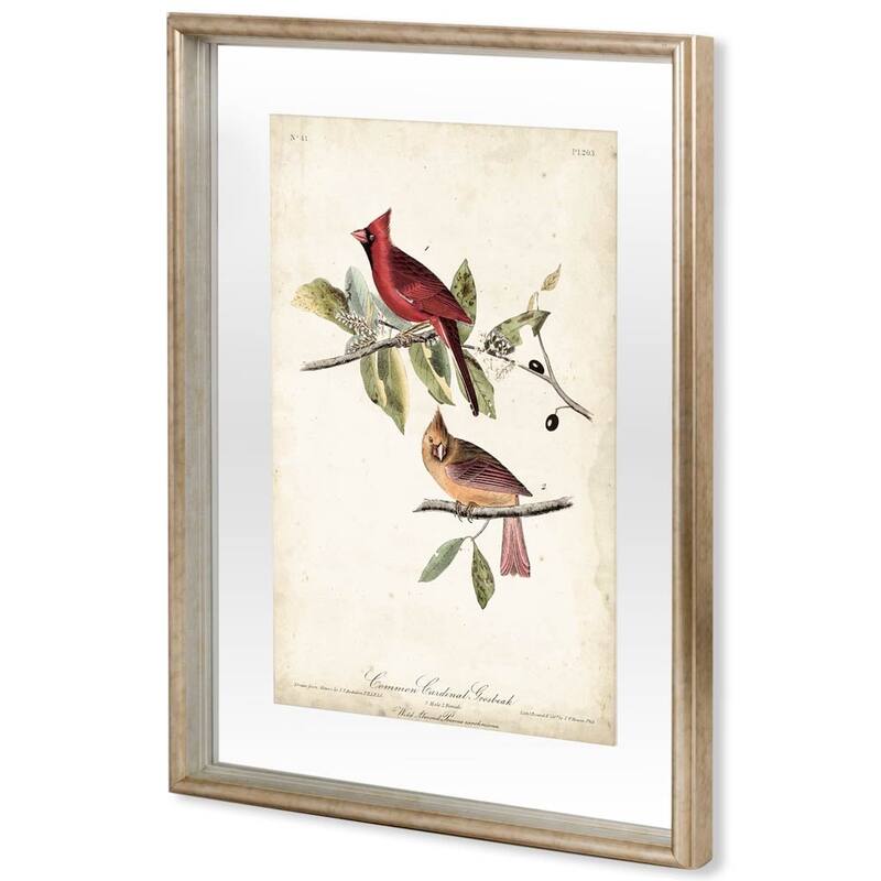 Common Cardinal Grosbeak Framed Art Print