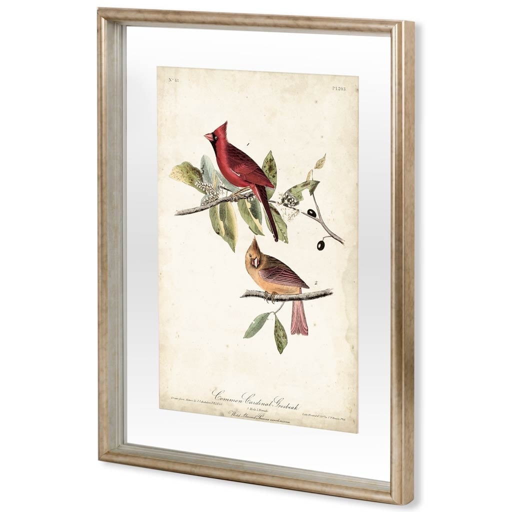Common Cardinal Grosbeak by John James Audubon a Framed Art Print Matted under Glass