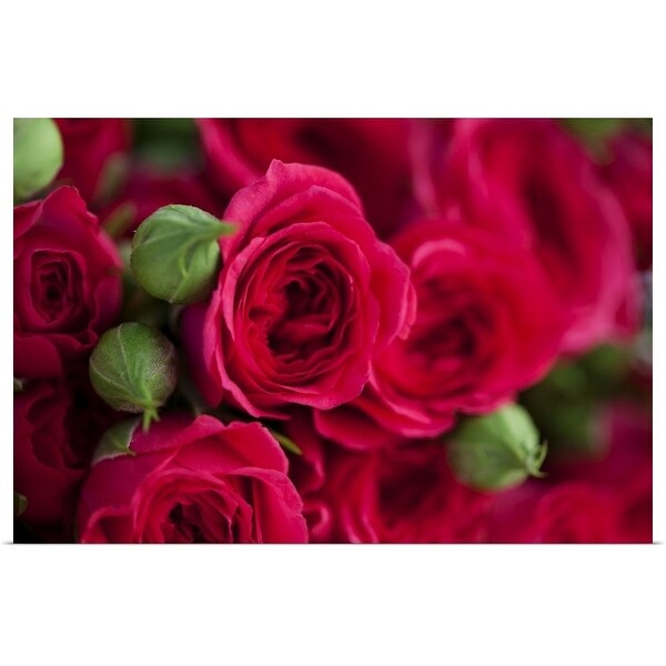 "Red roses" Poster Print