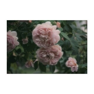 Late Spring Rose Photography Floral Botanical Nature Art Print/Poster ...