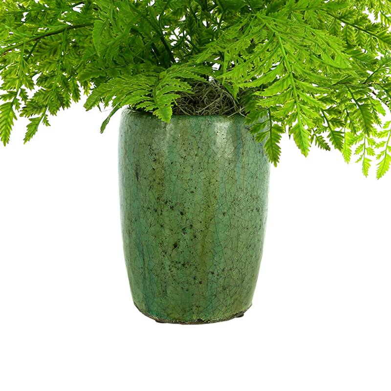 Organic Modern Fern Arranged in a Ceramic Pot - Green