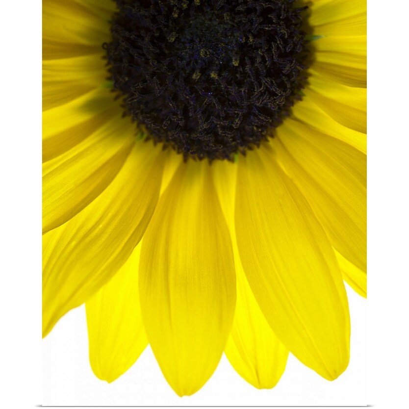 Shop Close Up Of Yellow Sunflower On White Background Studio