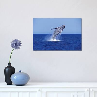 iCanvas "Humpback Whale Breaching In The Lower Gulf Of California, Mexico" by VWPics Canvas Print
