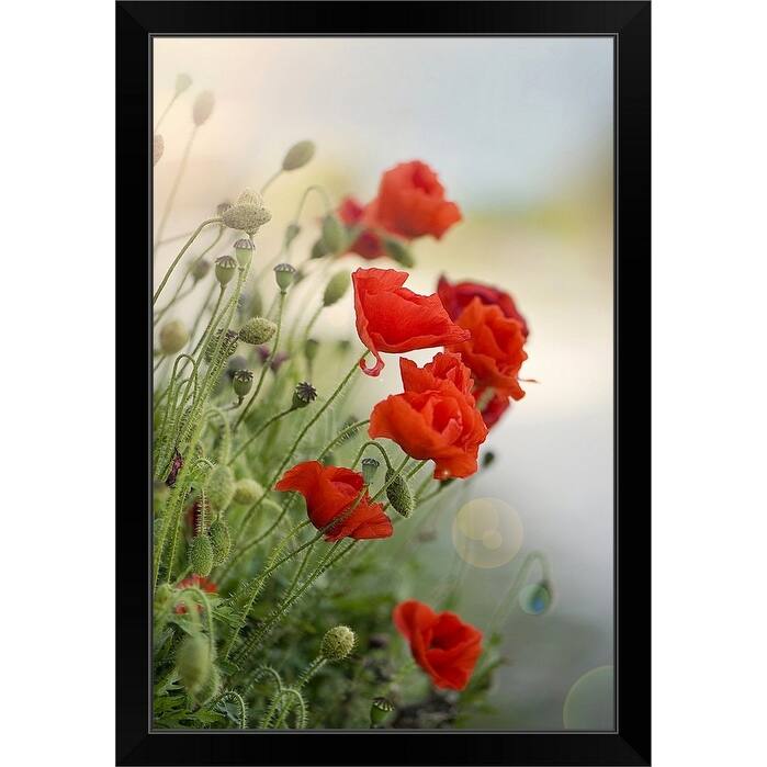 "Flanders poppy with sun flare." Black Framed Print
