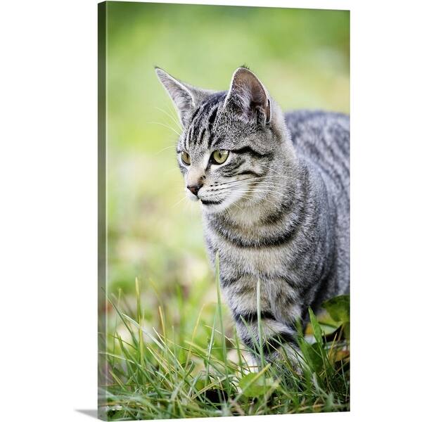 Shop Young Cat In Grass Canvas Wall Art On Sale Overstock 16470954