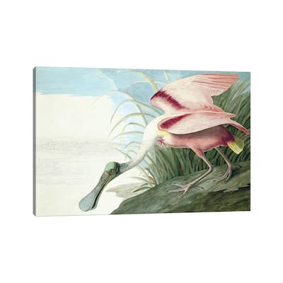 iCanvas "Roseate Spoonbill, The Birds Of America" by John J. Audubon, pub. 1827-38" by John James Audubon Canvas Print