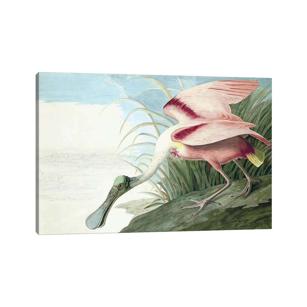 iCanvas "Roseate Spoonbill, The Birds Of America" by John J. Audubon, pub. 1827-38" by John James Audubon Canvas Print