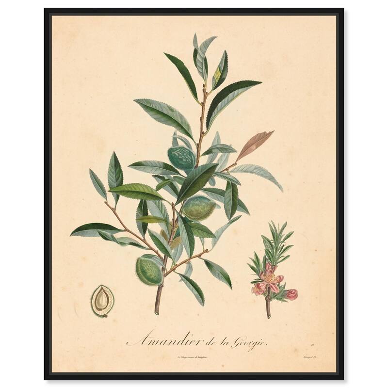 Almond of Georgia I Canvas by Art Remedy - Black - 36" x 45"