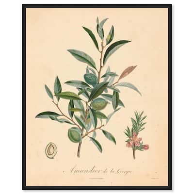 Almond of Georgia I Canvas by Art Remedy