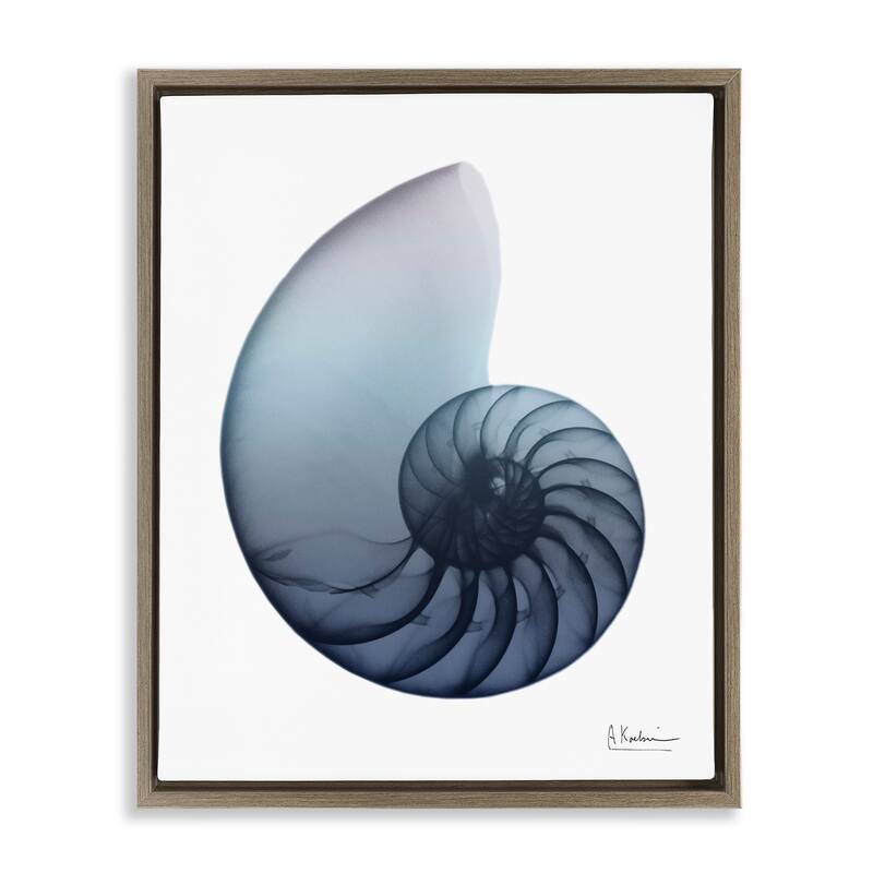 Stupell Contemporary Nautilus Shell Framed Floater Canvas Wall Art Design by Albert Koetsier - 25 x 31 - Brown