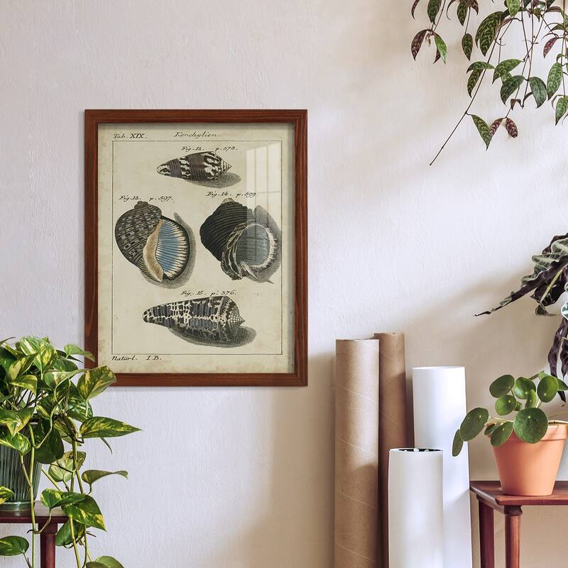 Vintage Shell Study III -Framed Print w/glass-Cherry Red