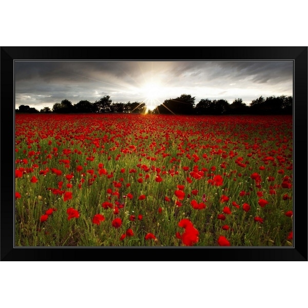 "Sun sets over poppy field, sun showing burst of rays against stormy sky." Black Framed Print