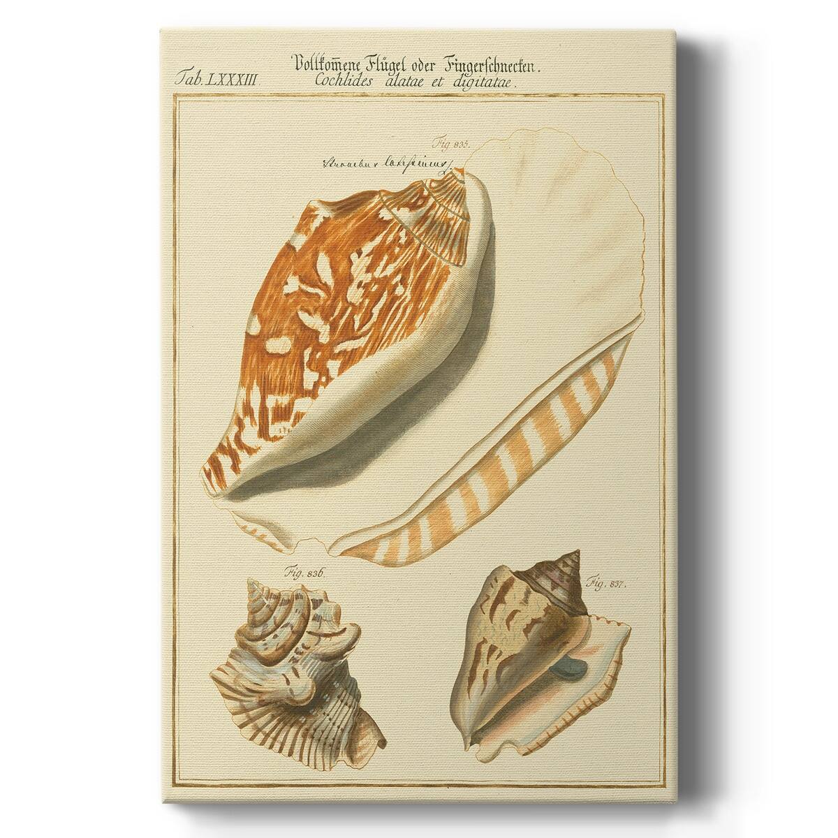 Antique Martini Shells III Premium Gallery Wrapped Canvas Ready to